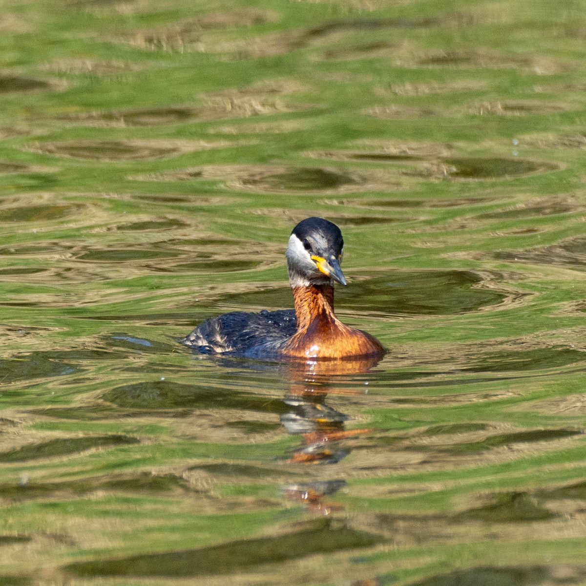 Red-necked Grebe - ML618490901