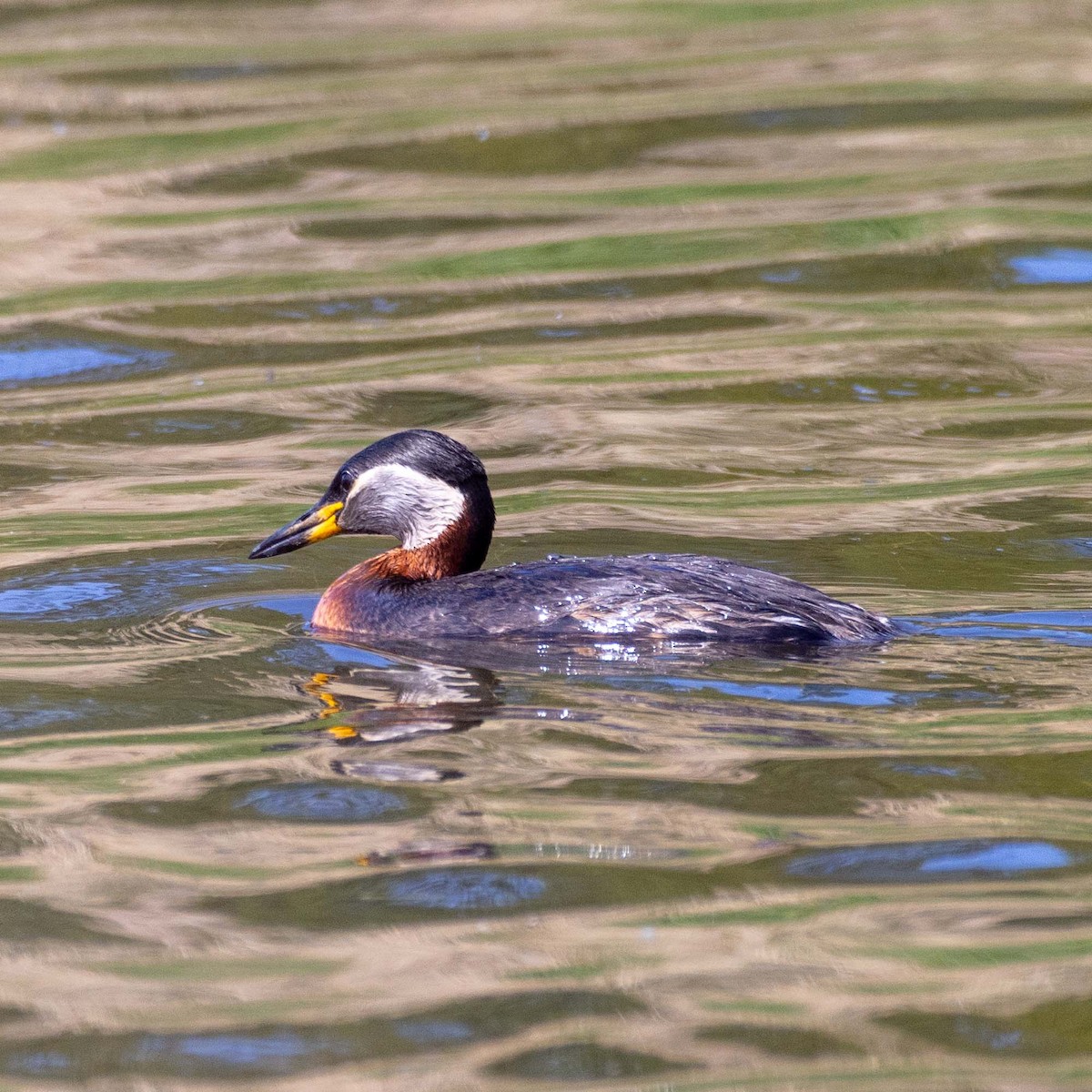 Red-necked Grebe - ML618490902