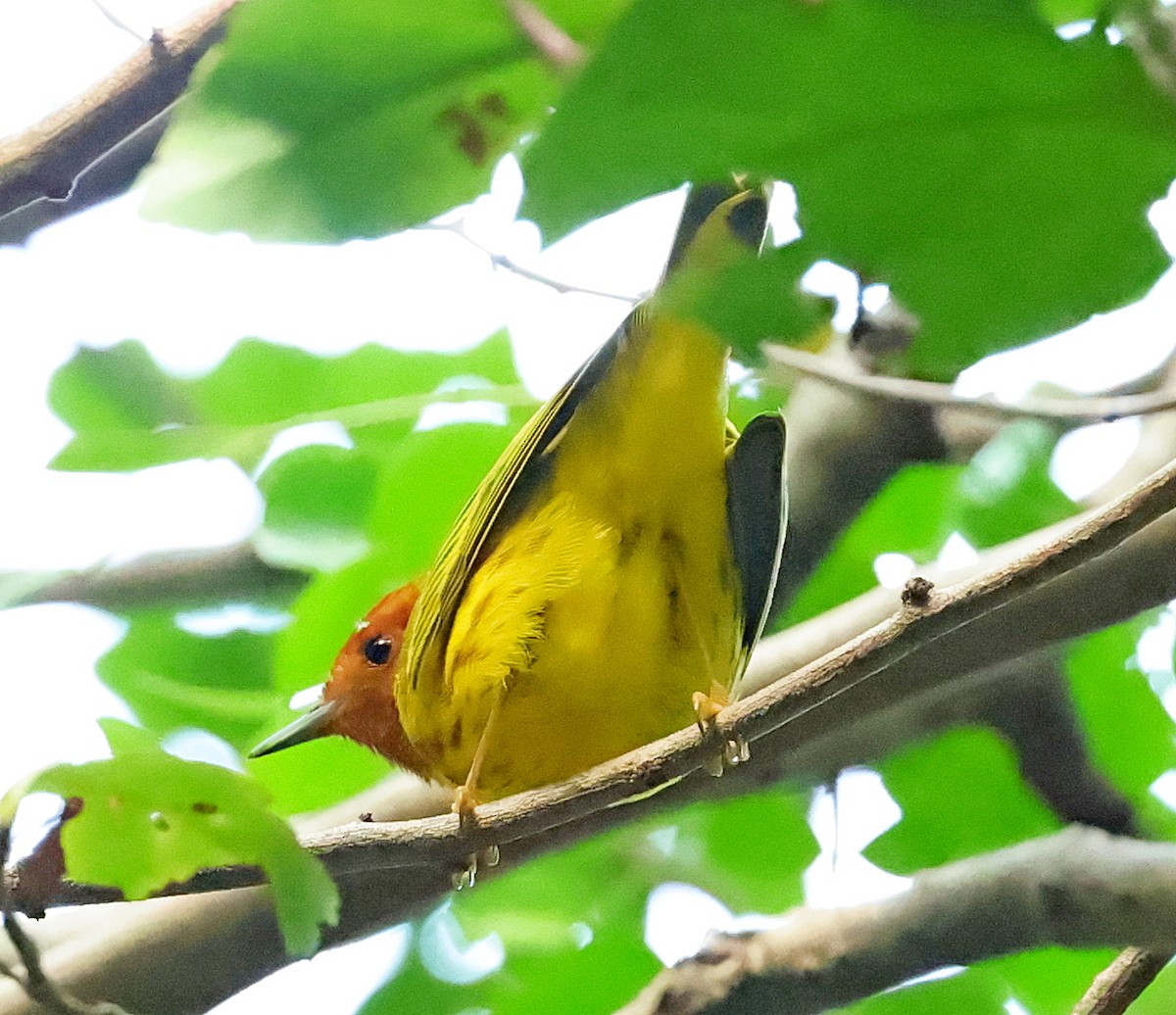 Yellow Warbler (Golden) - ML618490933