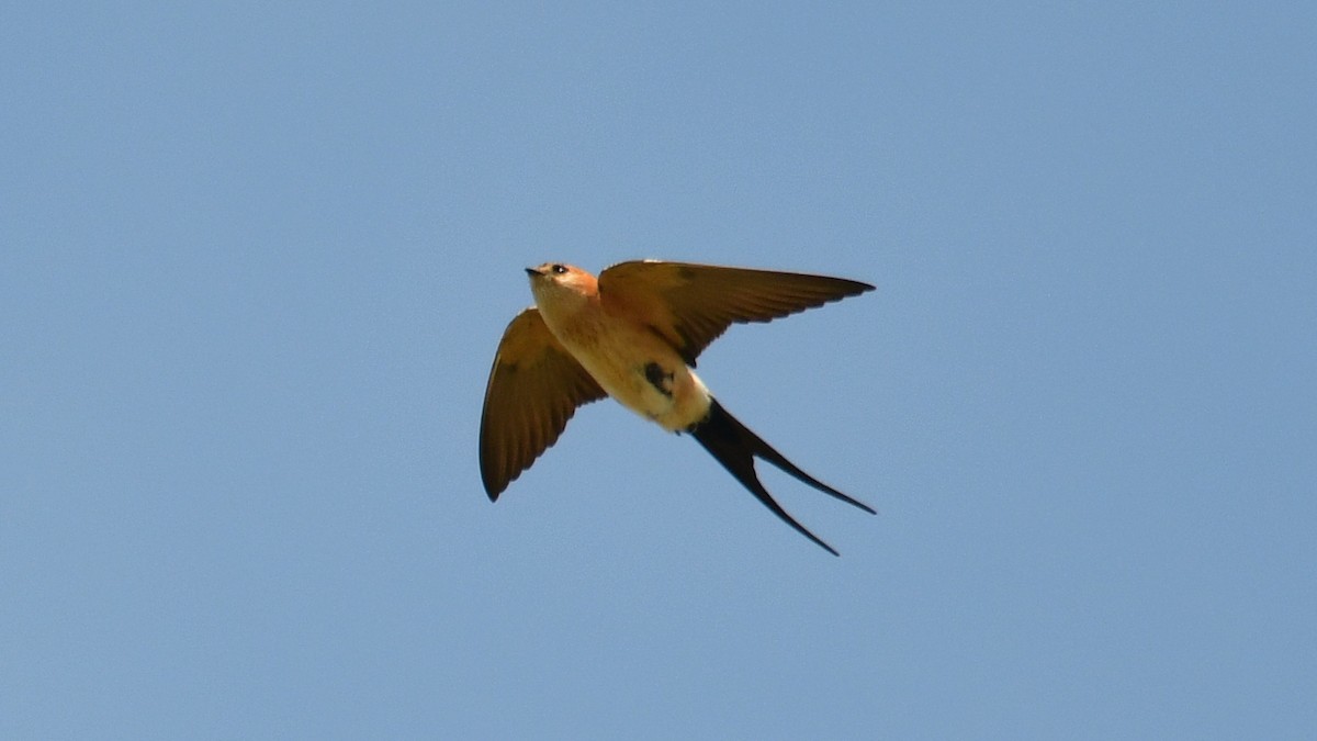 Red-rumped Swallow - ML618490939