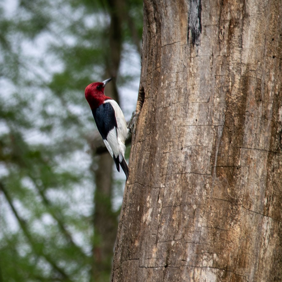 Red-headed Woodpecker - ML618490995