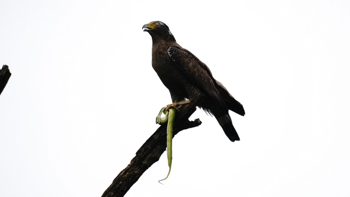 Crested Serpent-Eagle - ML618490996
