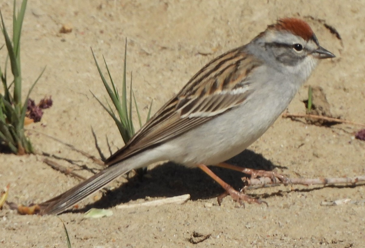 Chipping Sparrow - ML618491009