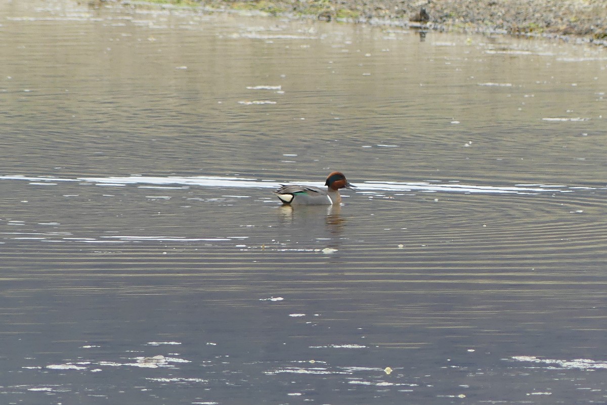 Green-winged Teal - ML618491010