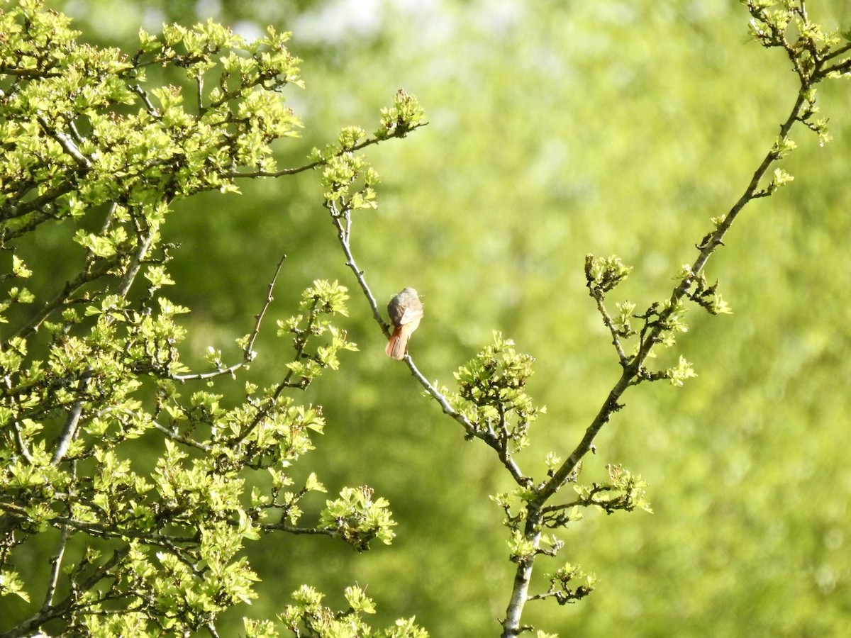 Common Redstart (Common) - ML618491015