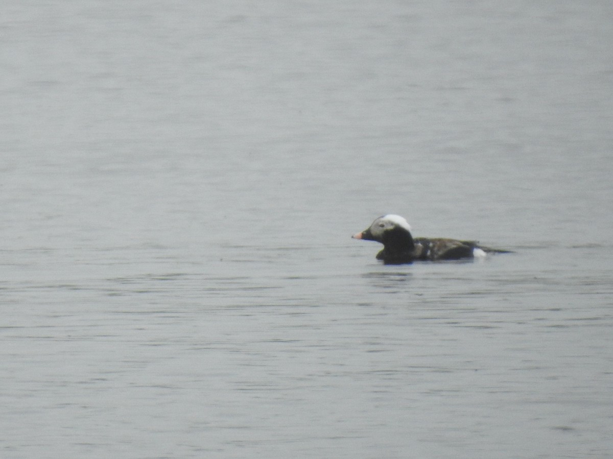 Long-tailed Duck - ML618491049