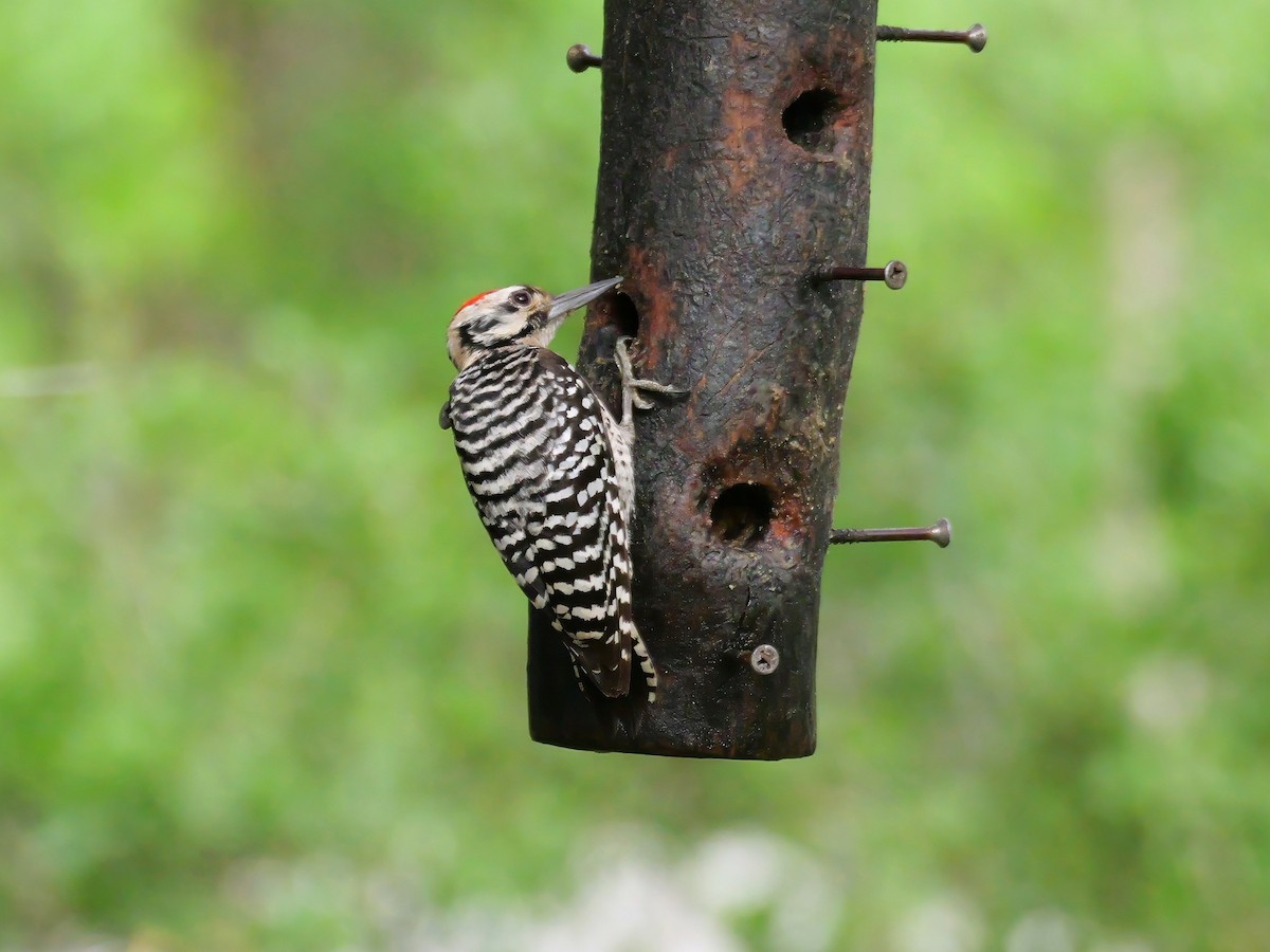 Ladder-backed Woodpecker - ML618491102