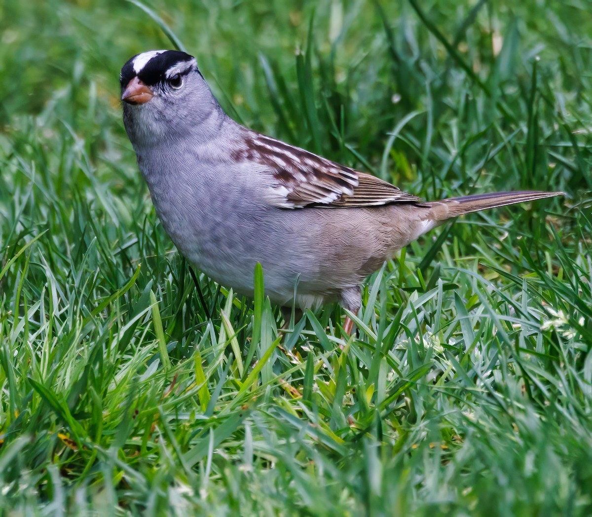 White-crowned Sparrow - Debbie Lombardo