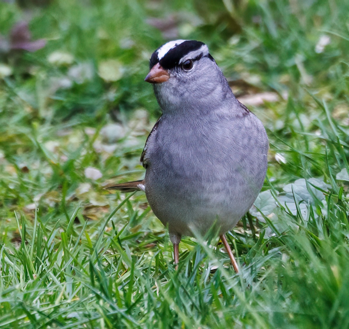 White-crowned Sparrow - ML618491159