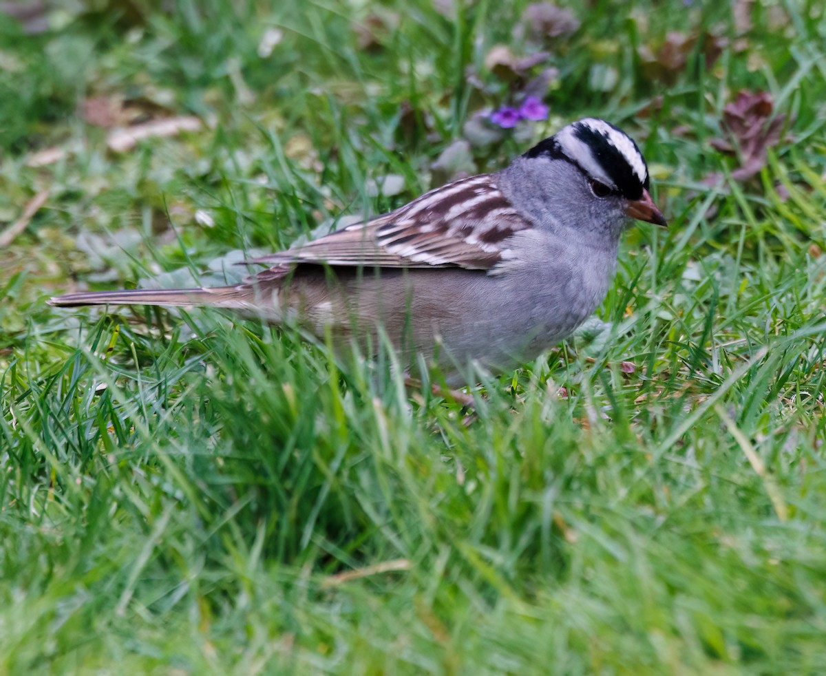 White-crowned Sparrow - ML618491162