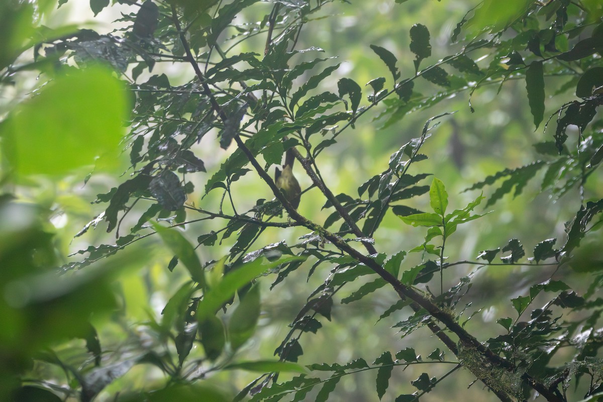 Costa Rican Warbler - ML618491180