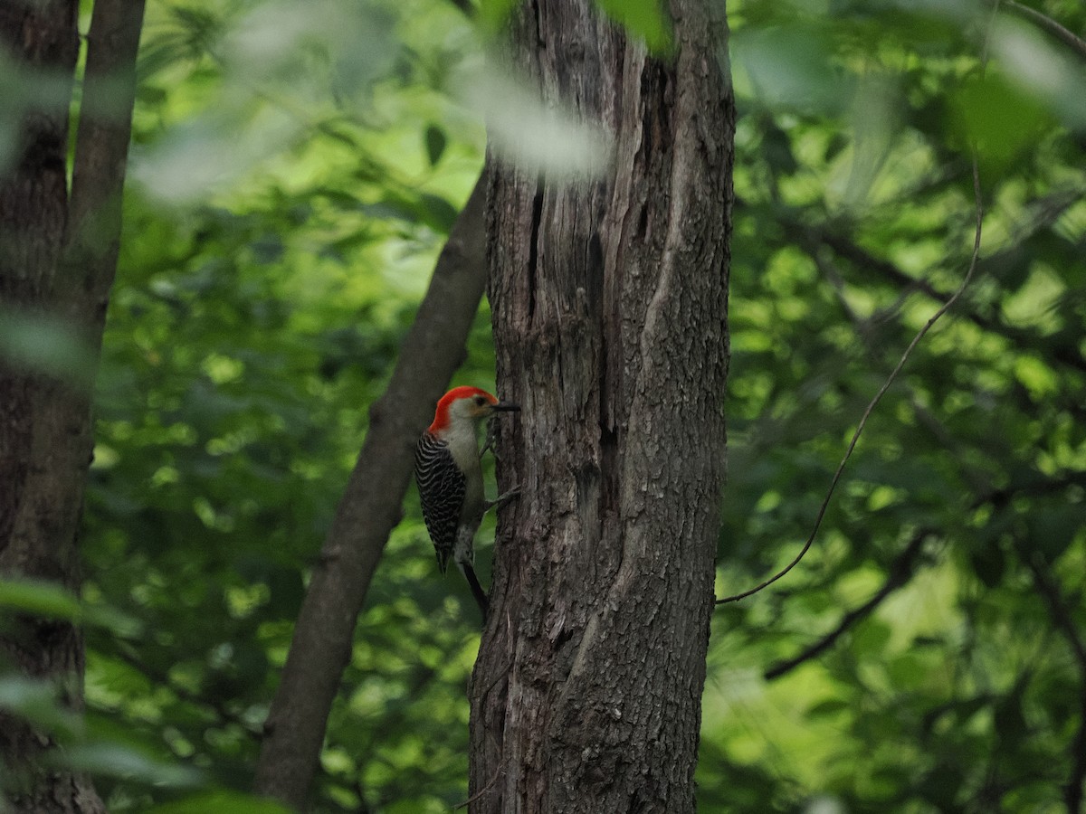 Red-bellied Woodpecker - Adrian Hamins-Puertolas