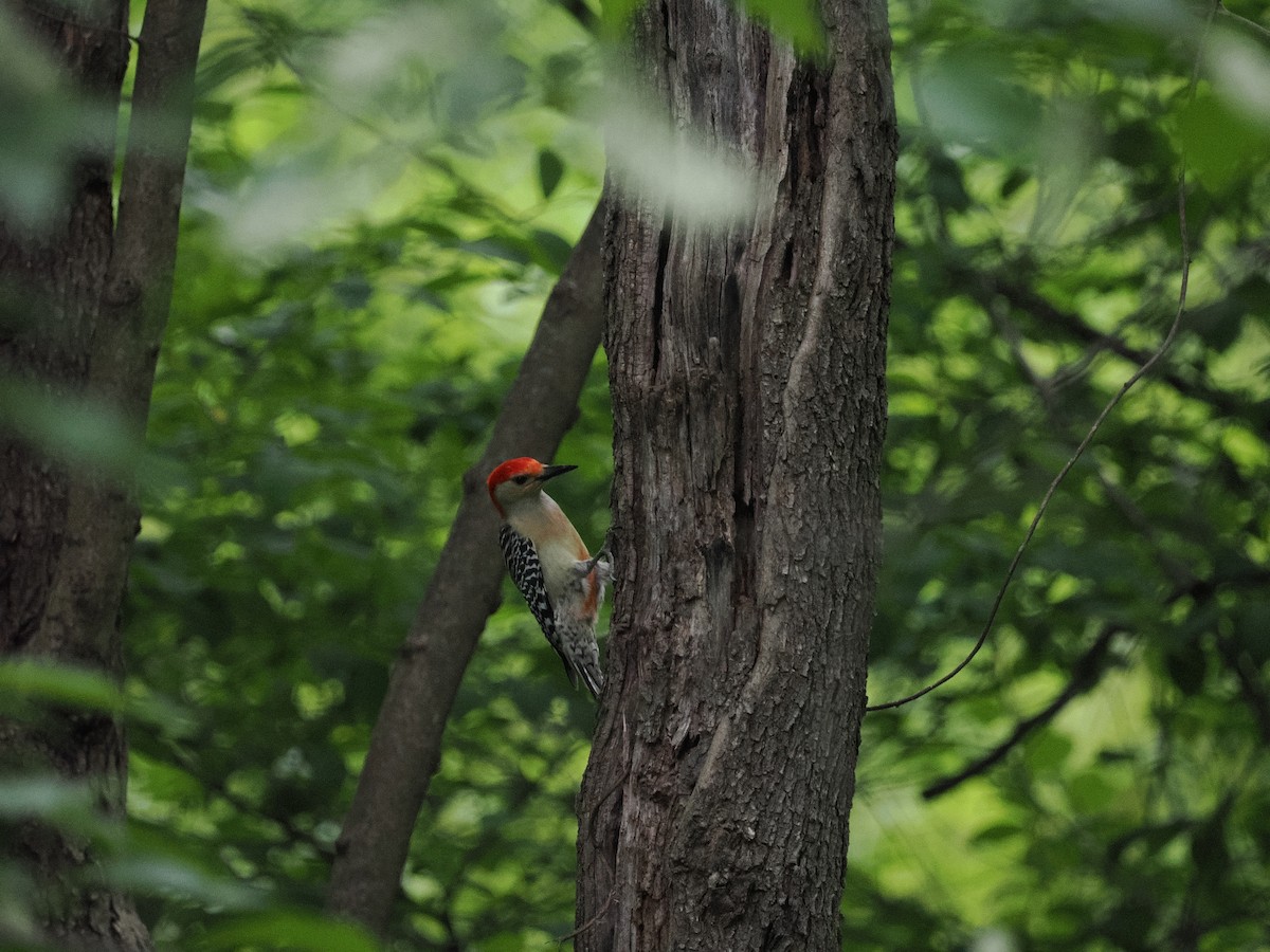 Red-bellied Woodpecker - ML618491219