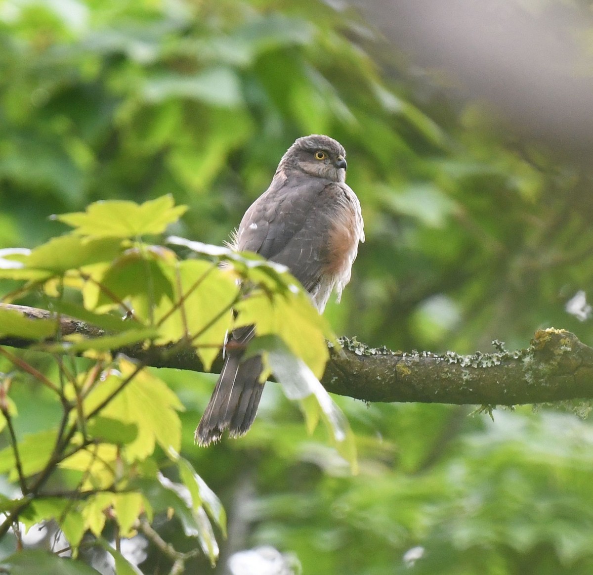 Eurasian Sparrowhawk - ML618491237