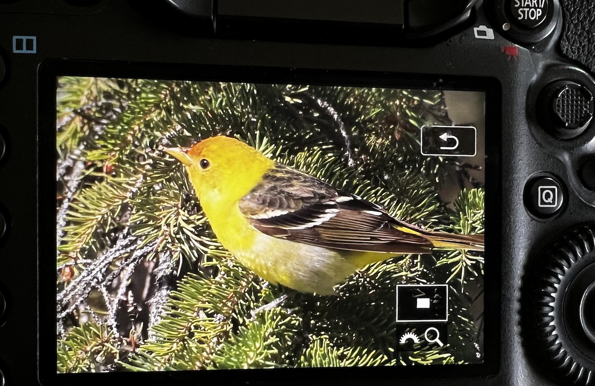 Western Tanager - ML618491238