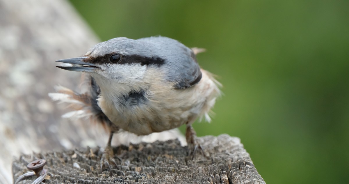 Eurasian Nuthatch - Gonzalo Bel Lallave