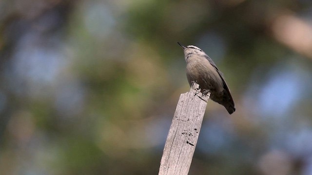 Corsican Nuthatch - ML618491301