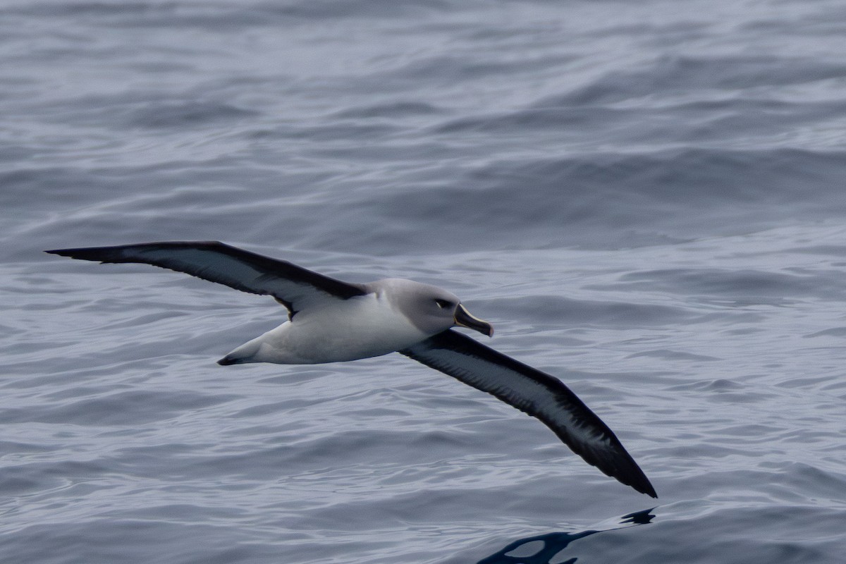 albatros šedohlavý - ML618491302