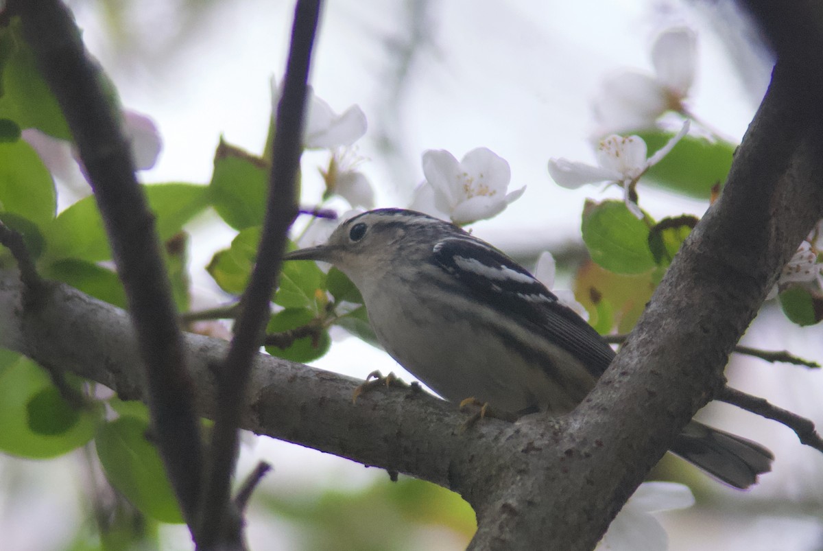 Black-and-white Warbler - ML618491316