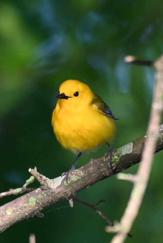 Prothonotary Warbler - ML618491323