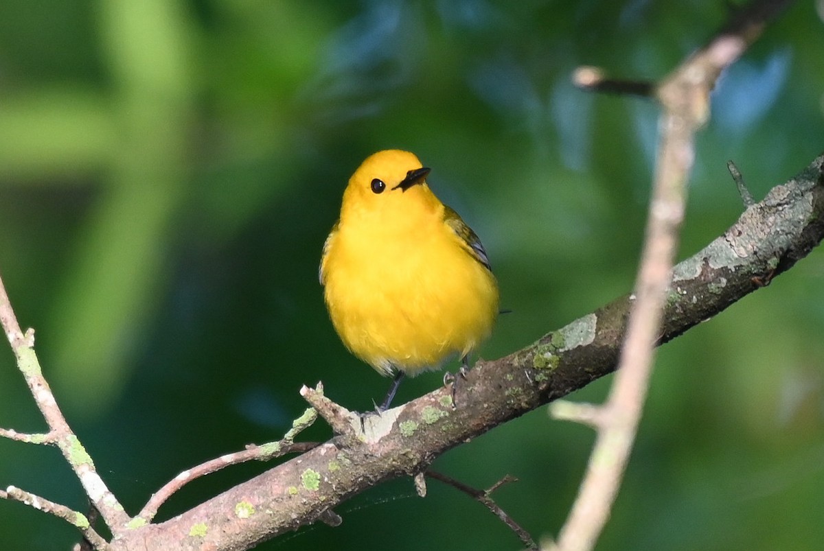 Prothonotary Warbler - ML618491324