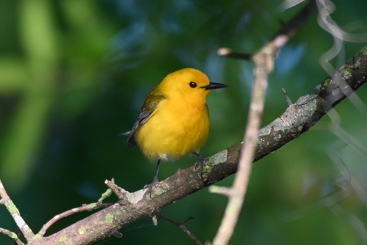 Prothonotary Warbler - ML618491325