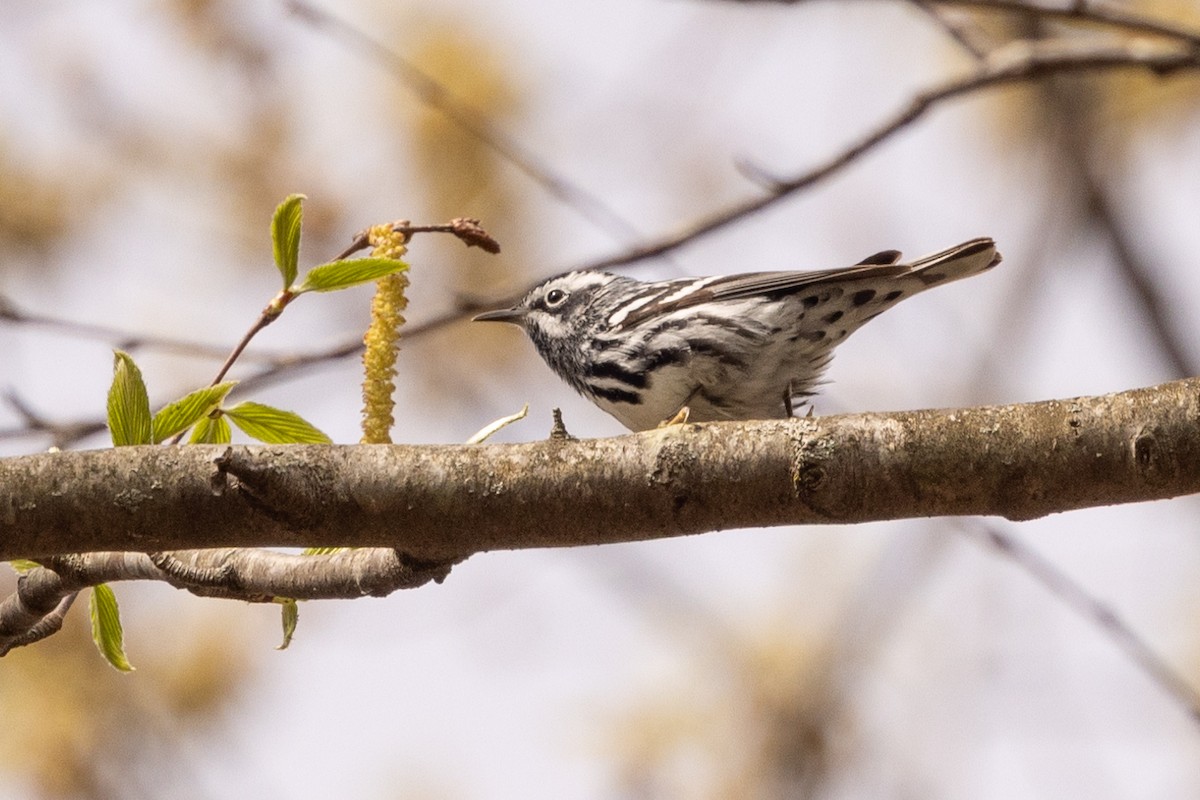 Black-and-white Warbler - ML618491349
