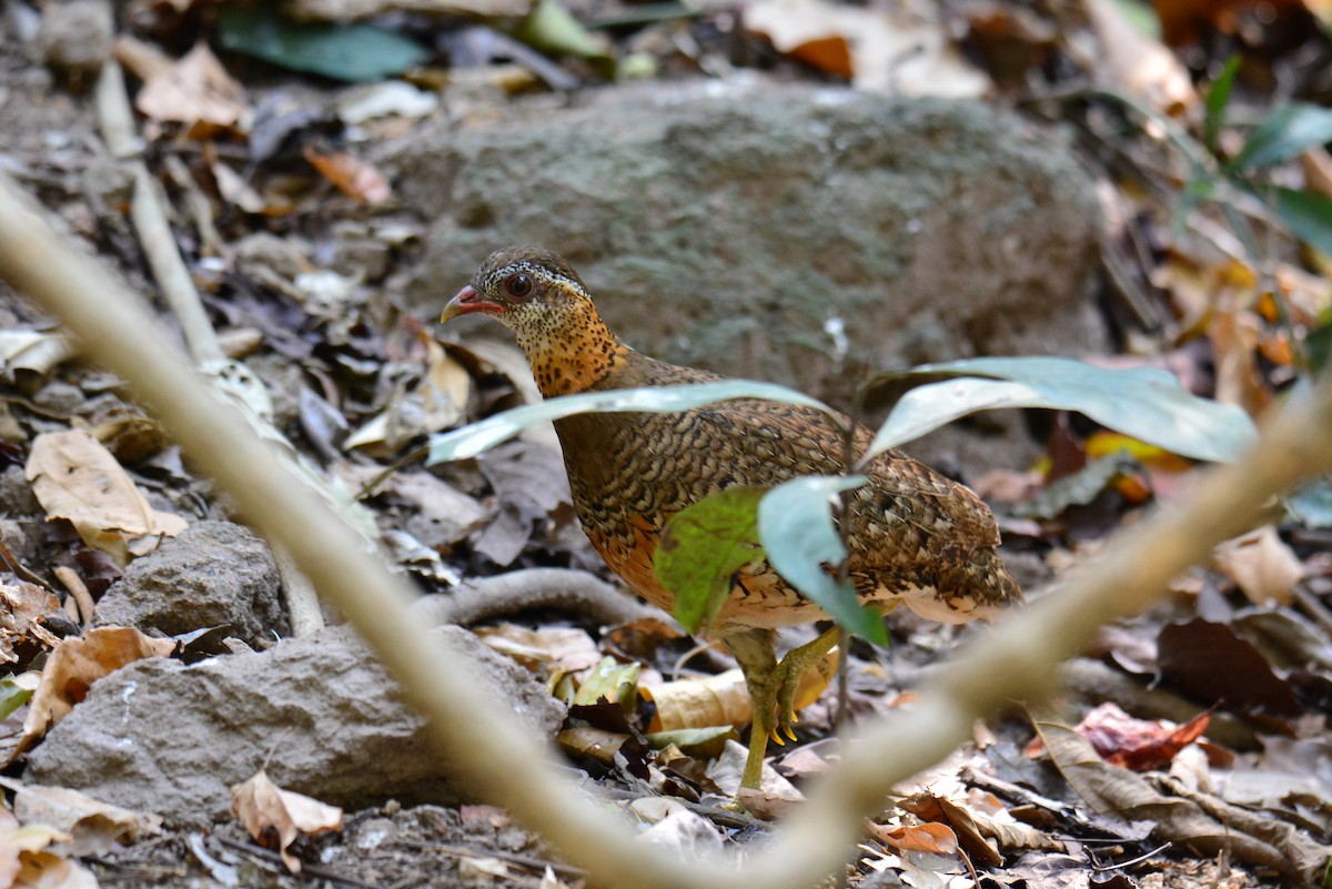 Scaly-breasted Partridge - ML618491363