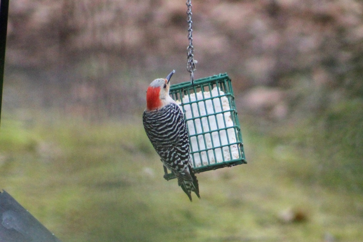 Red-bellied Woodpecker - ML618491377