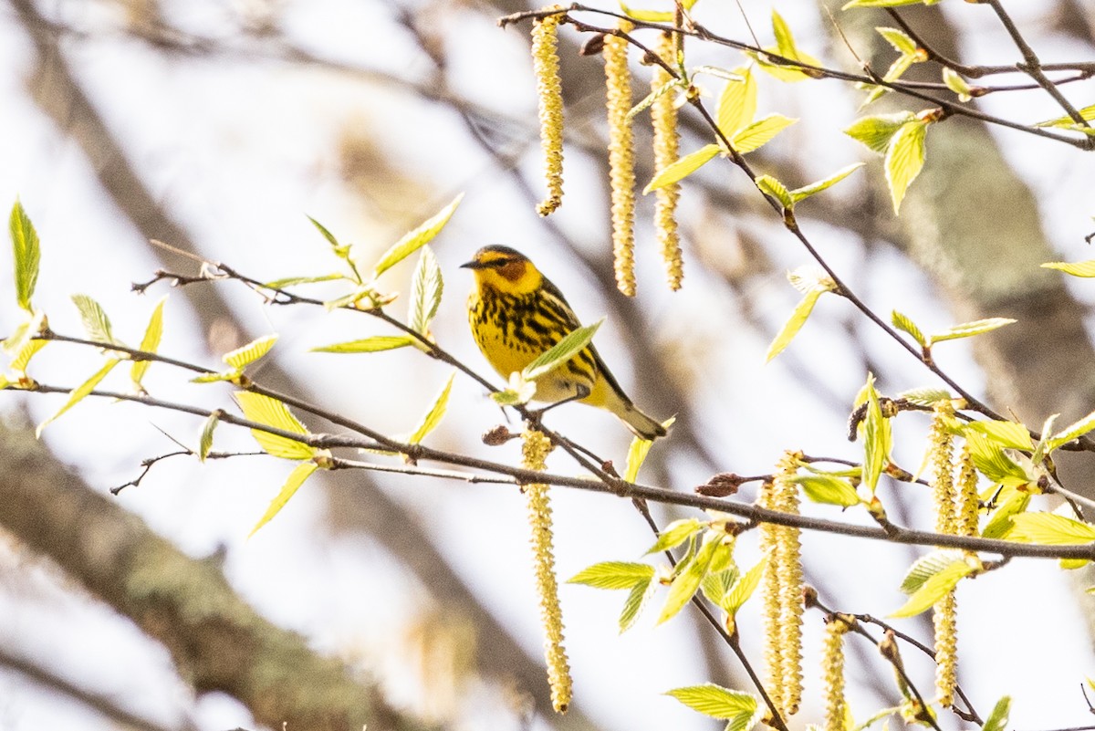 Cape May Warbler - ML618491402