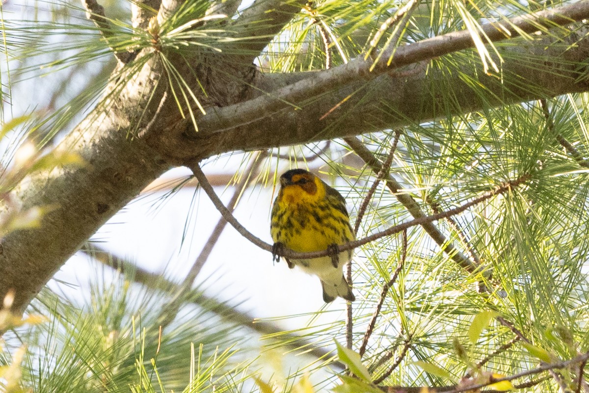 Cape May Warbler - ML618491403