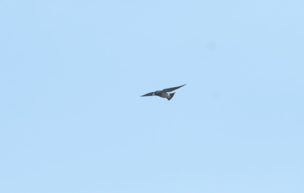 白胸燕鵙 - ML618491408