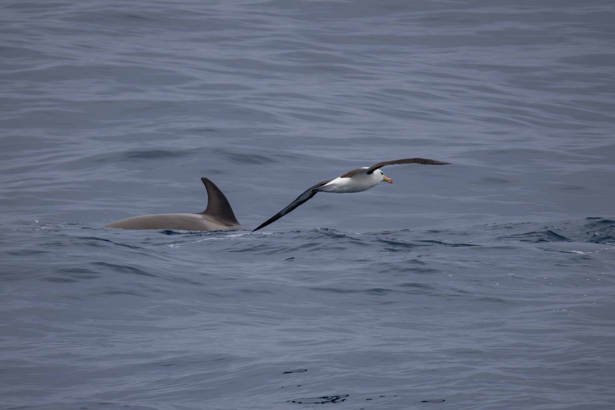 albatros černobrvý - ML618491412