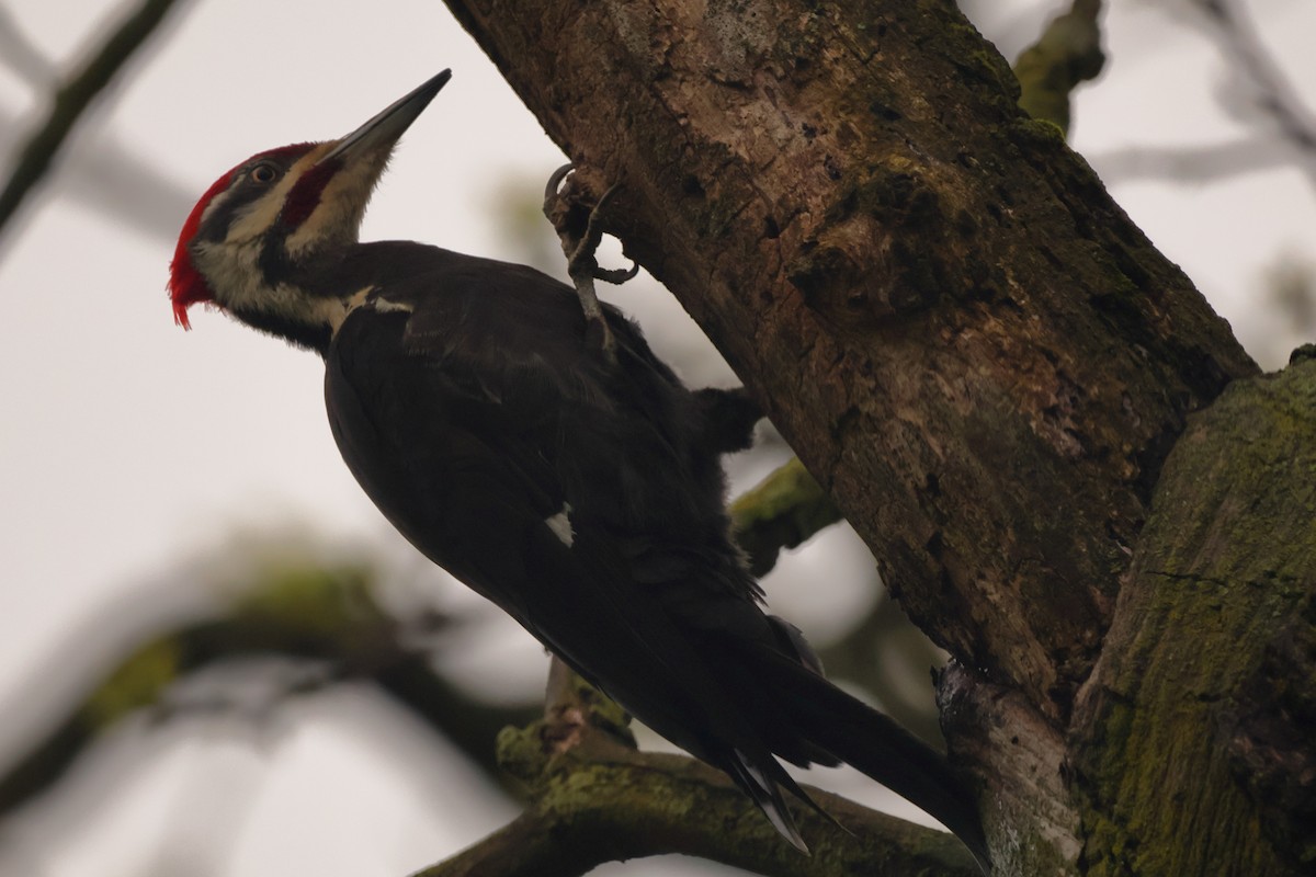Pileated Woodpecker - ML618491437