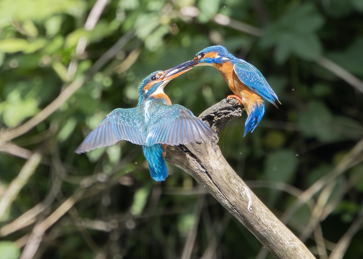 Common Kingfisher (Common) - Nathaniel Dargue