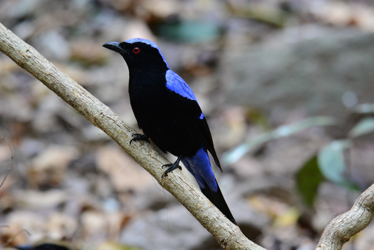 Asian Fairy-bluebird - ML618491468