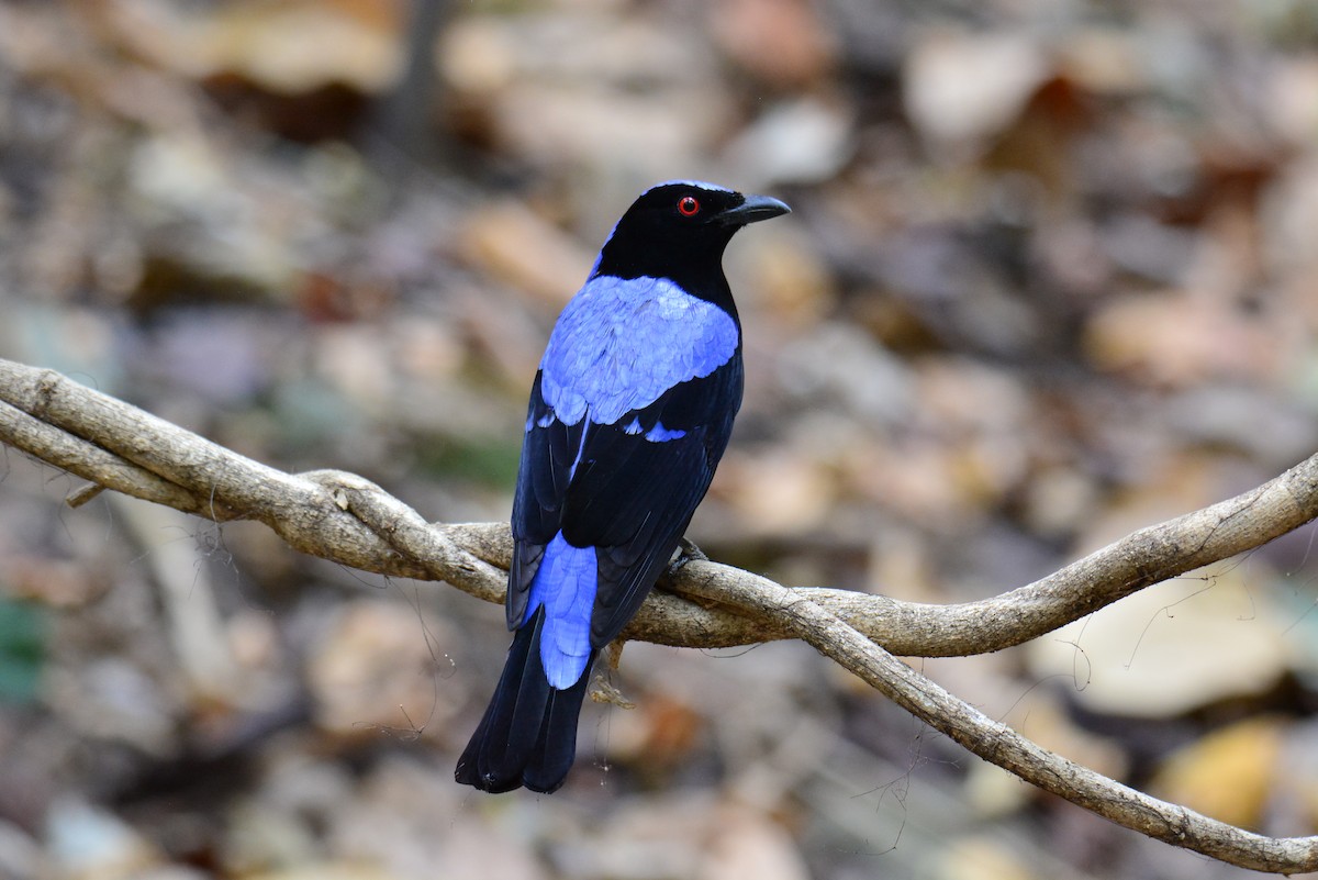 Asian Fairy-bluebird - ML618491469