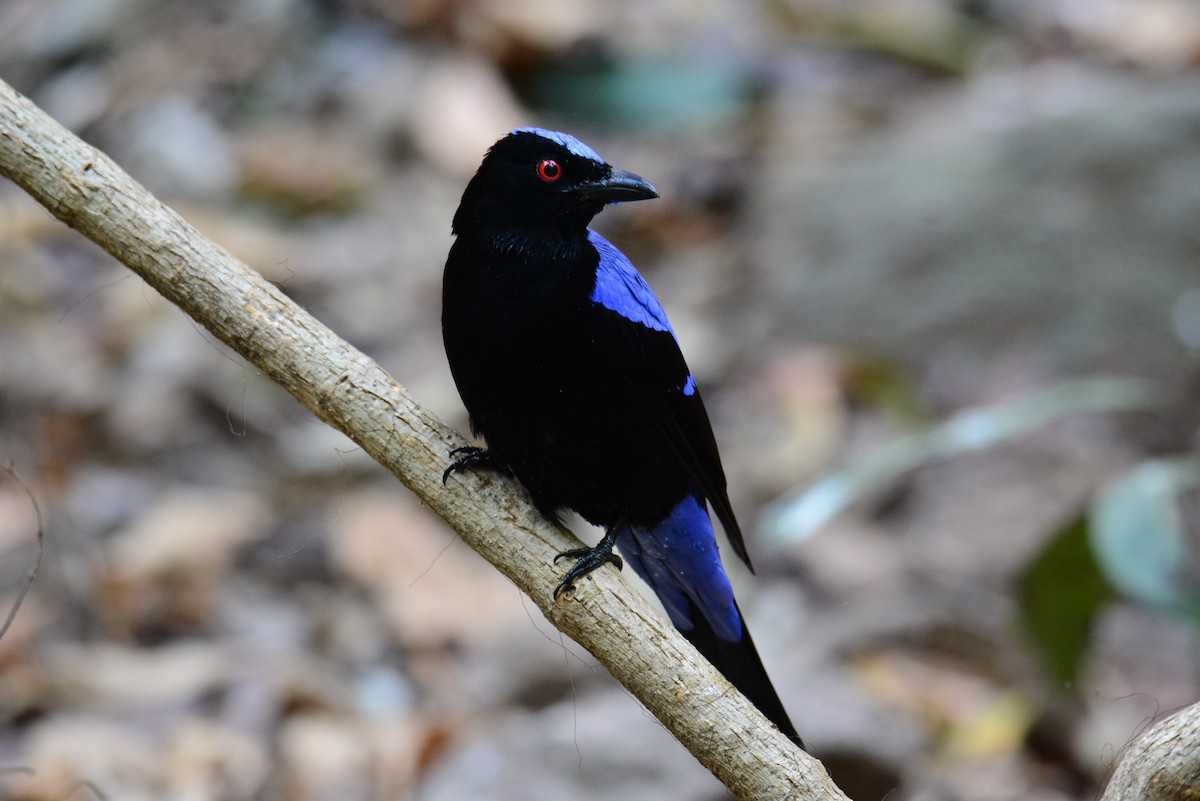 Asian Fairy-bluebird - Jukree Sisonmak