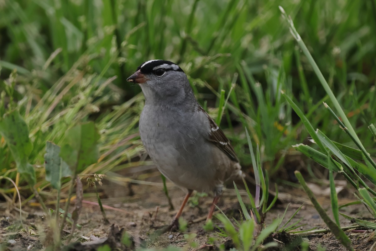 White-crowned Sparrow - ML618491473