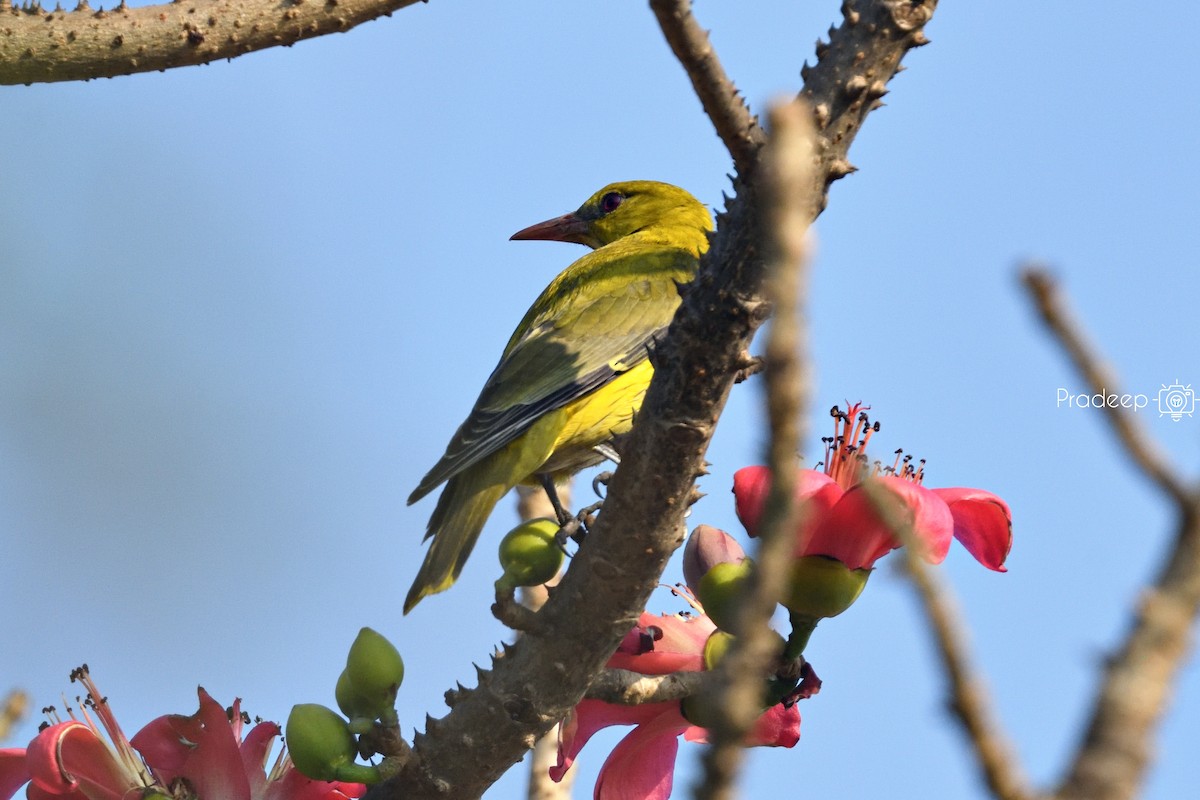 Indian Golden Oriole - ML618491519