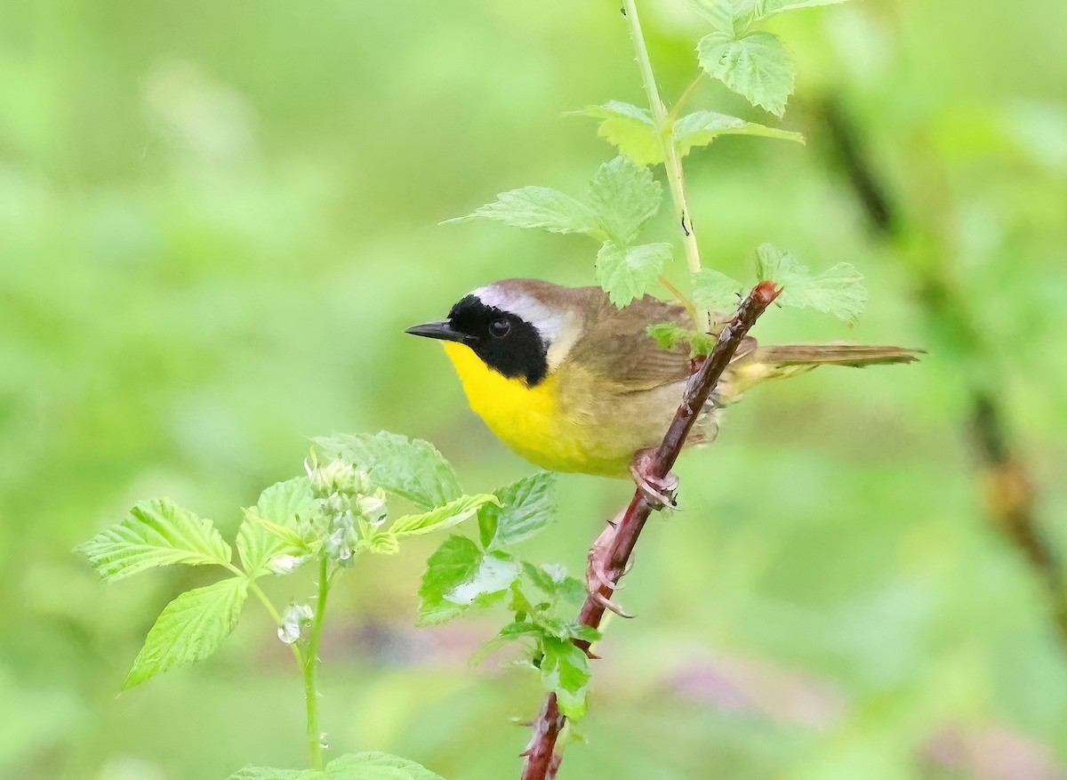 Common Yellowthroat - Anir Bhat