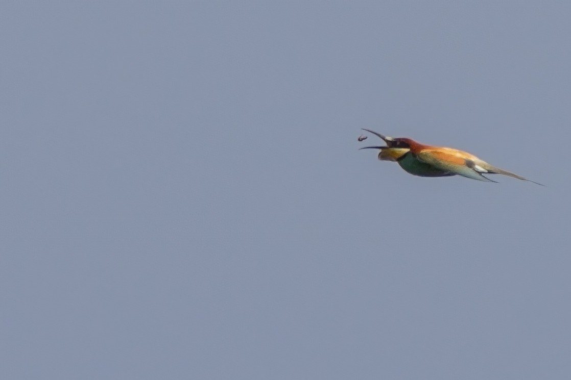 European Bee-eater - ML618491554