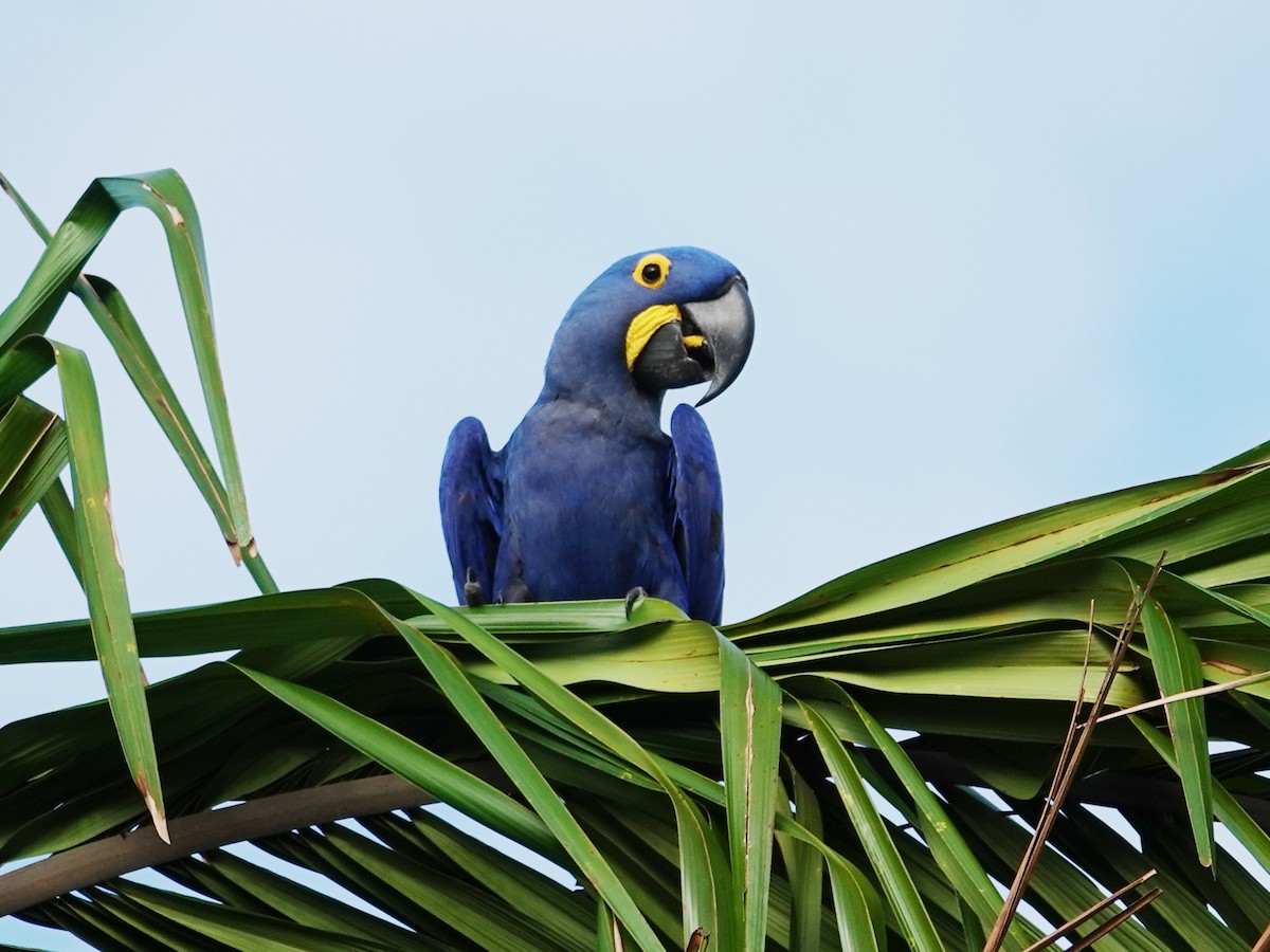 Hyacinth Macaw - Barry Reed