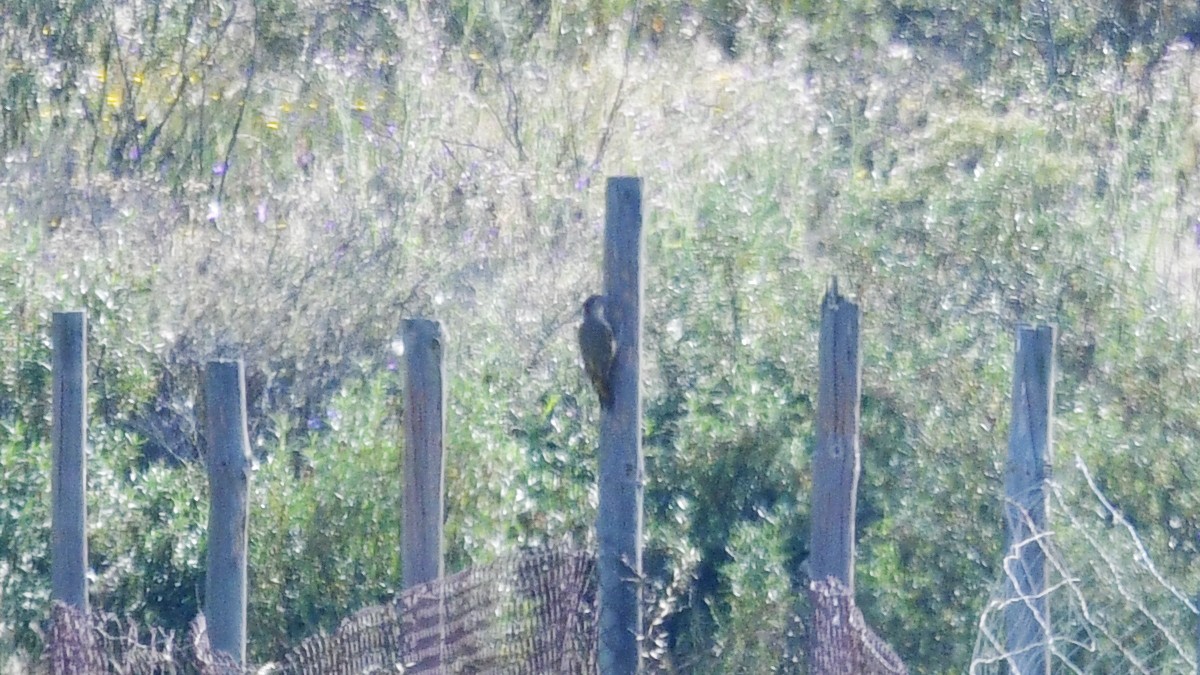Iberian Green Woodpecker - ML618491561