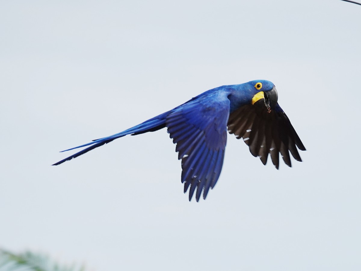Hyacinth Macaw - ML618491563