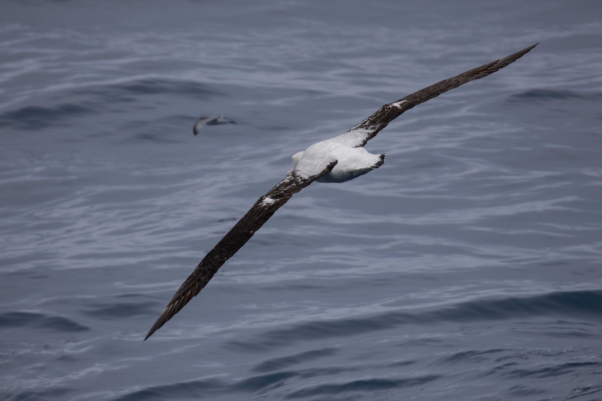Albatros hurleur - ML618491614