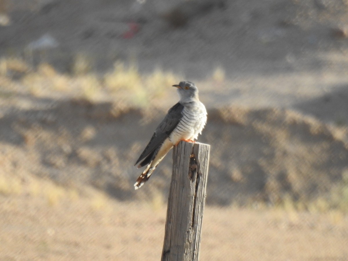 Common Cuckoo - ML618491619