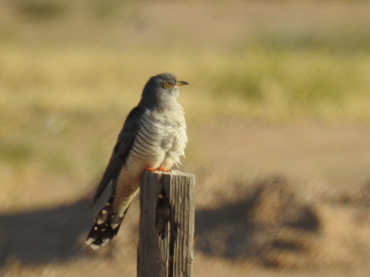 Common Cuckoo - ML618491620