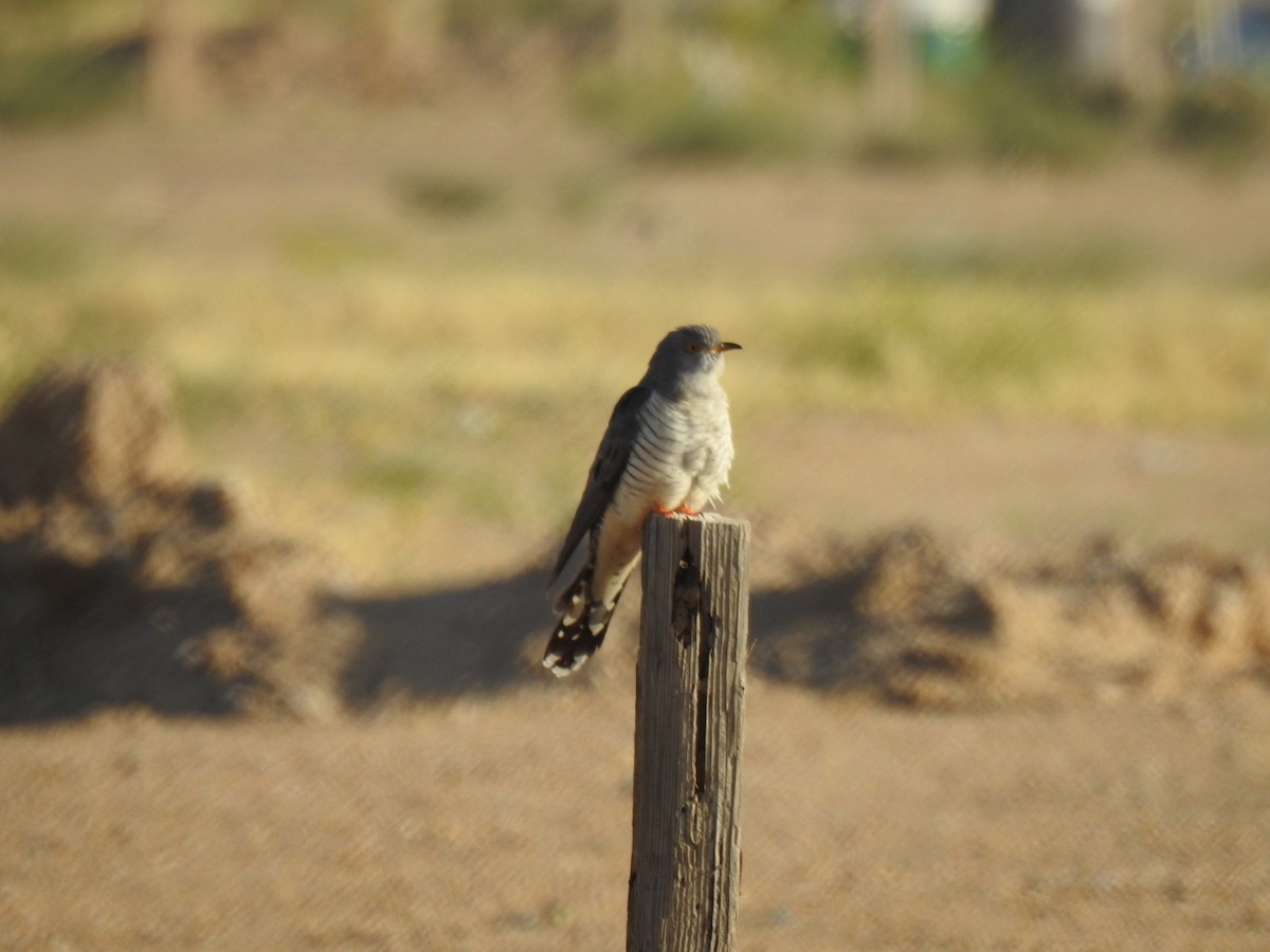 Common Cuckoo - ML618491621