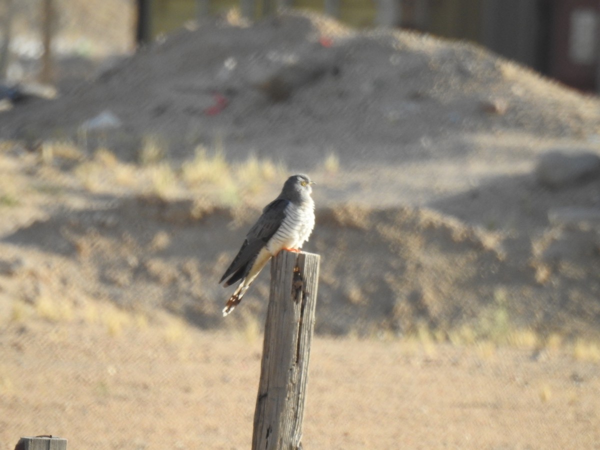 Common Cuckoo - ML618491622